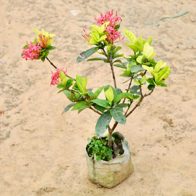 SINGAPORI EXORA